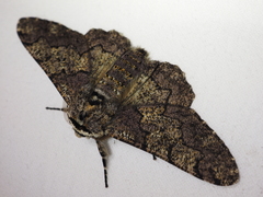 Biston robustum robustum