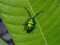 Chrysocoris germari