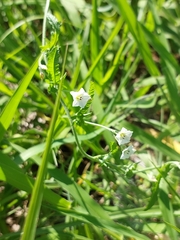Convolvulus sagittatus