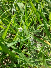 Convolvulus sagittatus