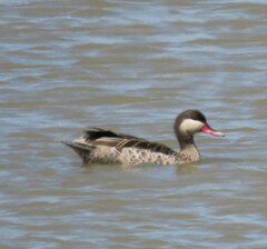 Anas erythrorhyncha