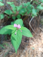 Lantana rugosa