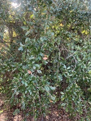 Quercus myrtifolia