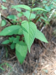 Lantana rugosa