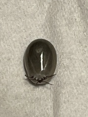Ixodes scapularis