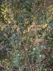 Sida cordifolia