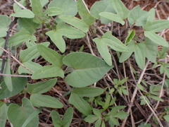 Ipomoea biflora