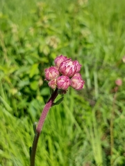 Campuloclinium macrocephalum