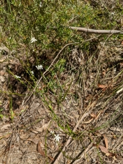 Caesia parviflora parviflora