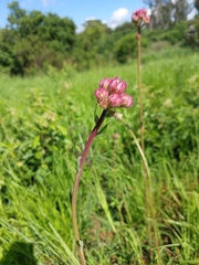Campuloclinium macrocephalum