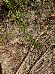 Caesia parviflora parviflora