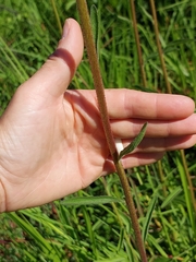 Campuloclinium macrocephalum
