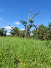 Urochloa mosambicensis