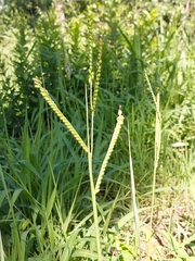 Urochloa mosambicensis