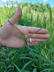 Urochloa mosambicensis
