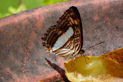 Adelpha