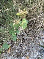 Sida cordifolia