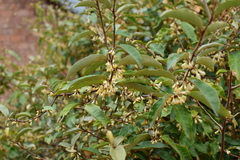 Elaeagnus pungens
