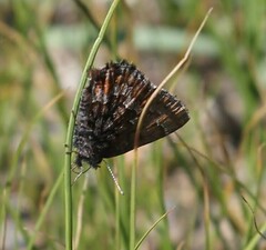 Callophrys niphon