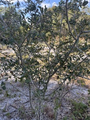 Quercus geminata