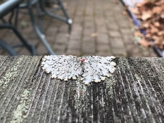Cladonia cristatella