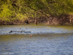 Tachybaptus dominicus