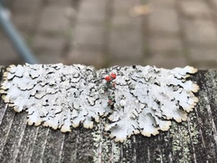 Cladonia cristatella
