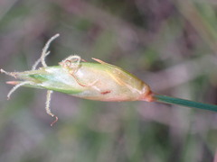 Abildgaardia ovata