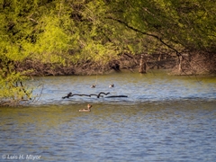 Tachybaptus dominicus