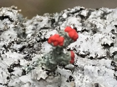 Cladonia cristatella