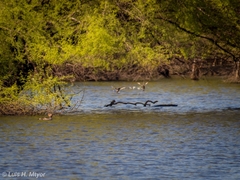 Tachybaptus dominicus