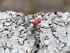 Cladonia cristatella