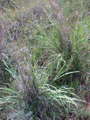 Cymbopogon pospischilii