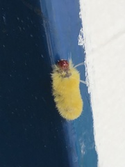 Lophocampa