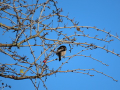 Aegithalos caudatus