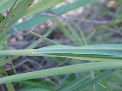 Cymbopogon pospischilii