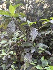 Psychotria