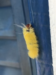 Lophocampa
