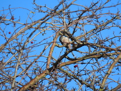 Aegithalos caudatus