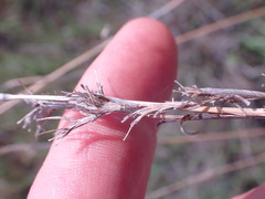 Cymbopogon pospischilii