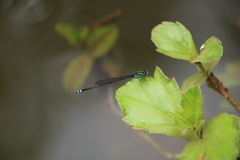 Pseudagrion indicum