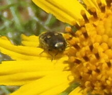 Acmaeodera mixta