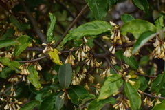 Elaeagnus pungens