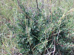Diospyros lycioides