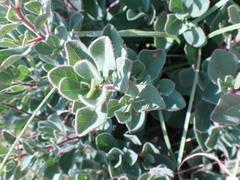 Diospyros lycioides