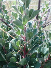Diospyros lycioides