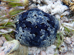 Culcita novaeguineae