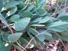 Diospyros lycioides