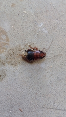 Eurycotis floridana