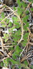 Selaginella densa